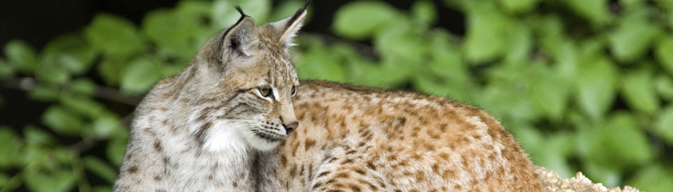 header_luchs.jpg